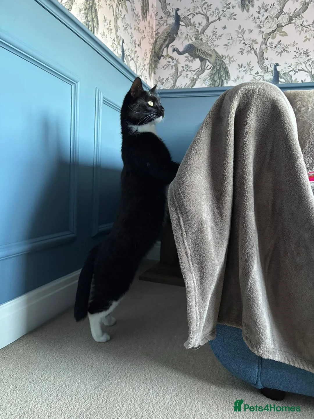 Mixed Breed cats for sale: Timid mature female Cat - Advert 2