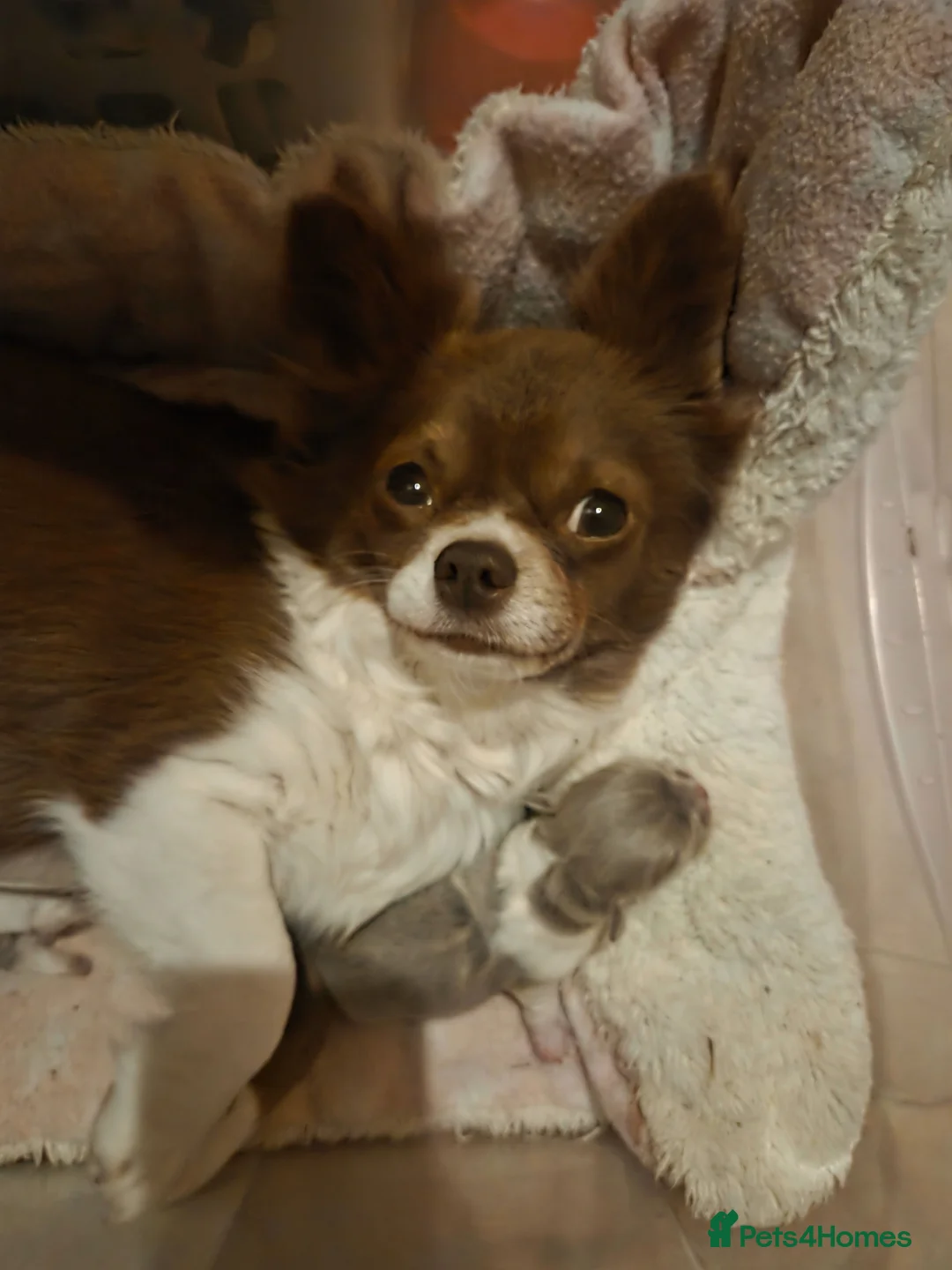 Chihuahua dogs for sale: Quality Chihuahua babies - Advert 2