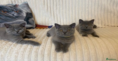 British Shorthair cats - Advert 6