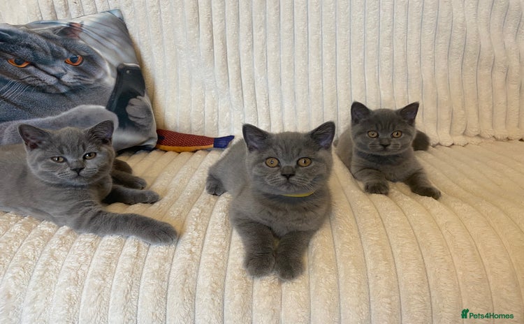 British Shorthair cats - Advert 1