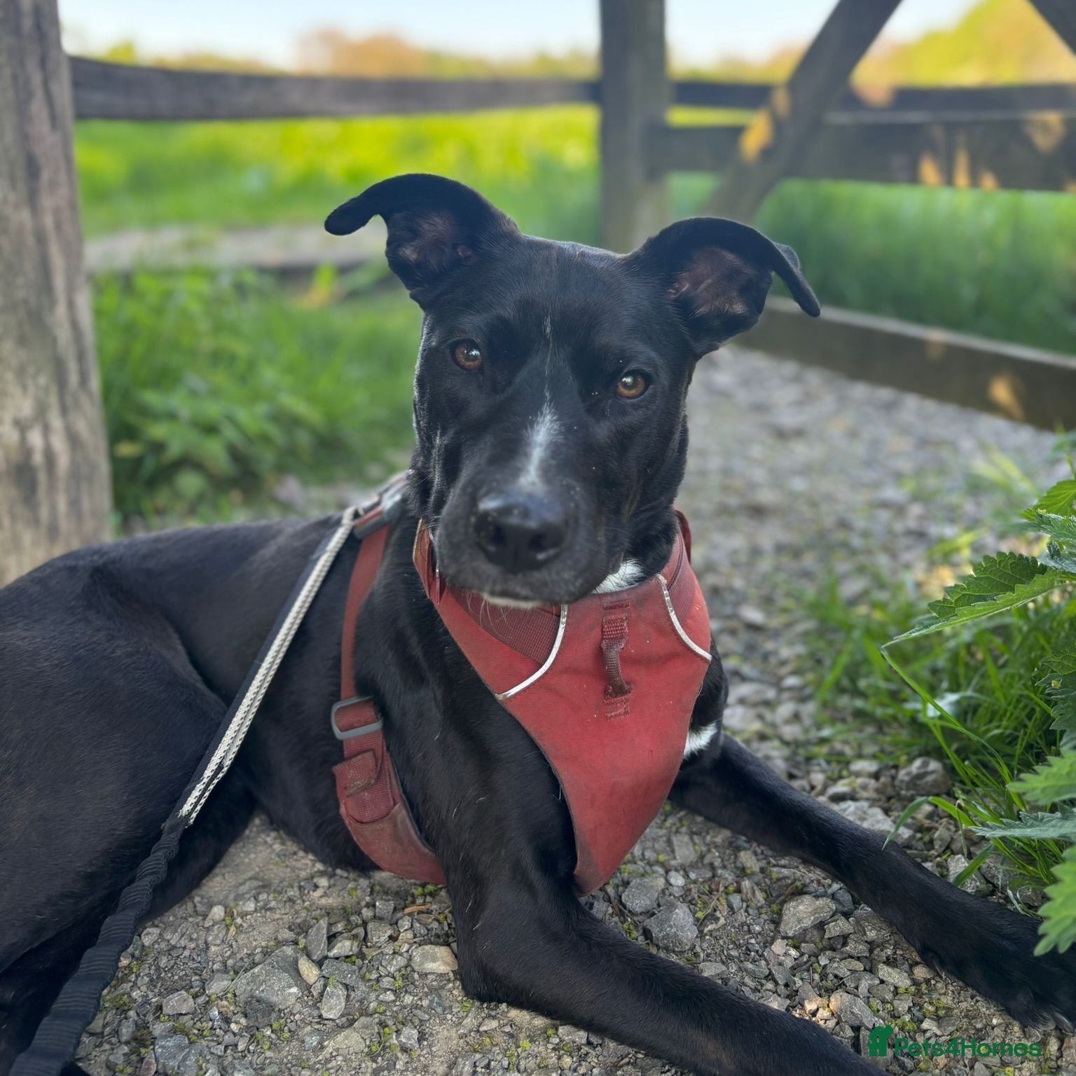 Mixed Breed dogs Penny - Staffie Cross (16 kgs) - Advert 1