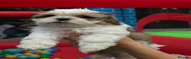 Shih Tzu Puppy 1