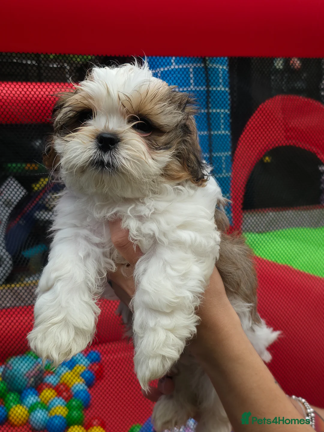 Shih Tzu dogs for sale: Beautiful shitzu for sale - Advert 1