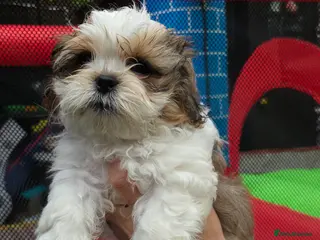 Shih Tzu dogs Beautiful shitzu for sale - Advert 4