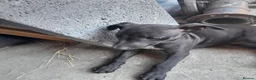 Whippet dogs for sale: Black whippet pups ready Now  - Advert 8