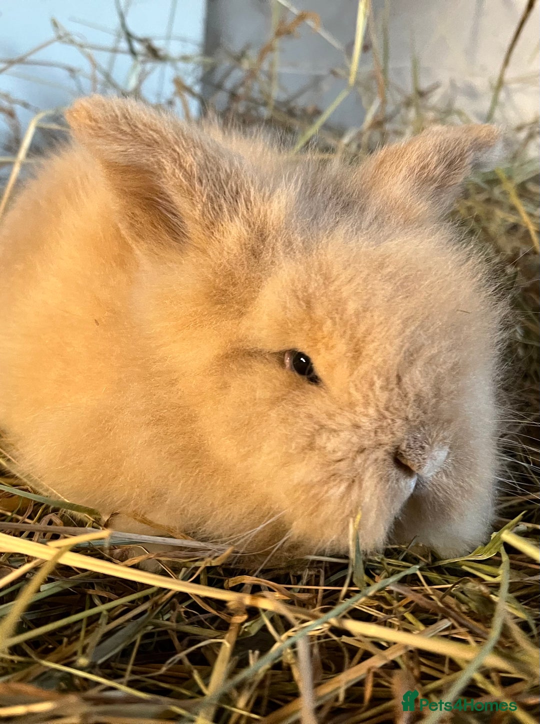 Mini Lion Lop rabbits for sale: Stunning mini lion lops  - Advert 1
