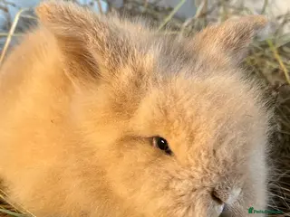 Mini Lion Lop rabbits Stunning mini lion lops - Advert 1