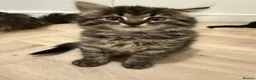 Maine Coon cats for sale: 🐾 Beautiful Maine Coon Kittens Ready Now! 🐾 - Advert 3