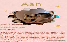Hamster rodents for sale: Hamsters for adoption  - Image 7