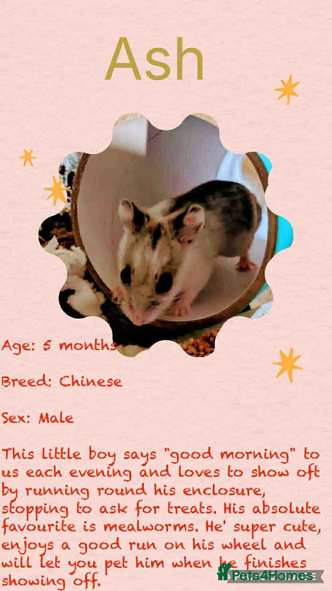 Hamster rodents for sale: Hamsters for adoption  - Image 7