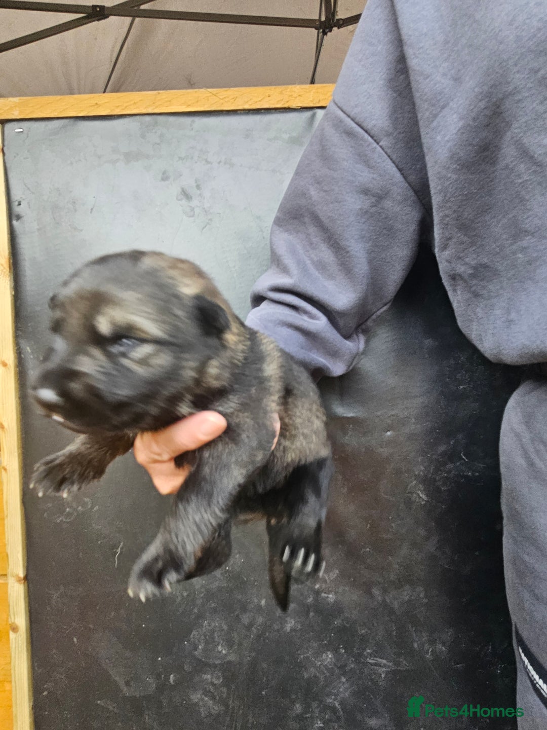 German Shepherd dogs for sale: German Shepherd Puppies - Image 4