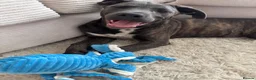 Mixed Breed dogs for sale: beautiful 3 month old cane corso for sale - Advert 3