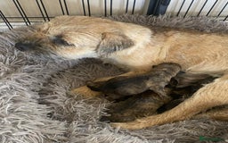 Mixed Breed dogs for sale: Border x Cairn Terrier puppies - Image 3