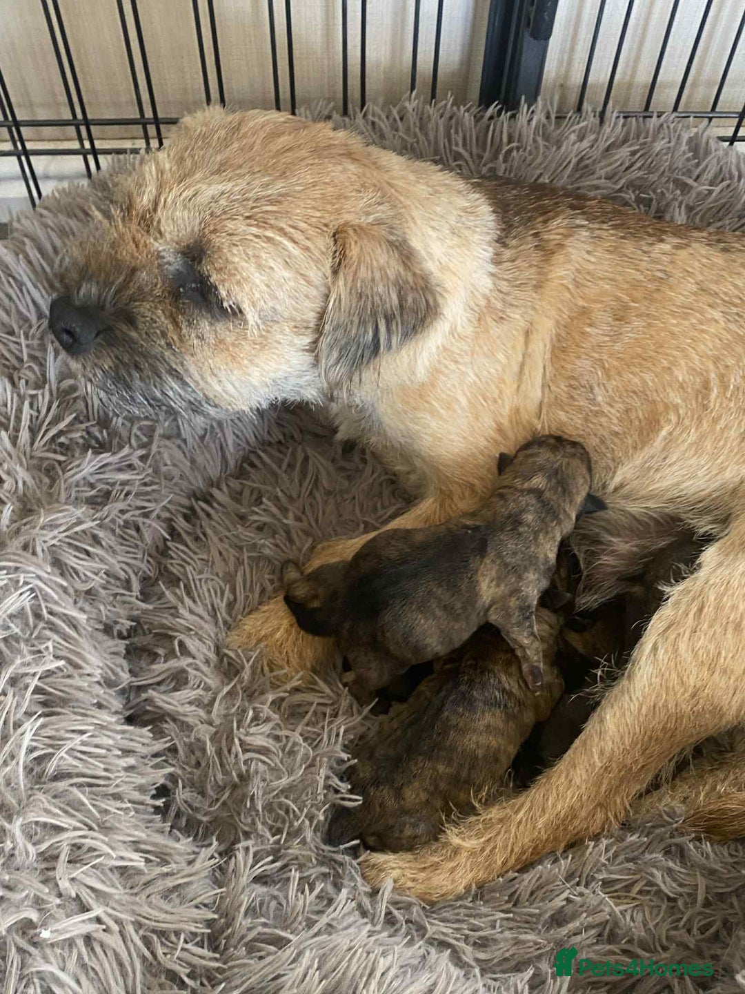 Mixed Breed dogs for sale: Border x Cairn Terrier puppies - Image 3