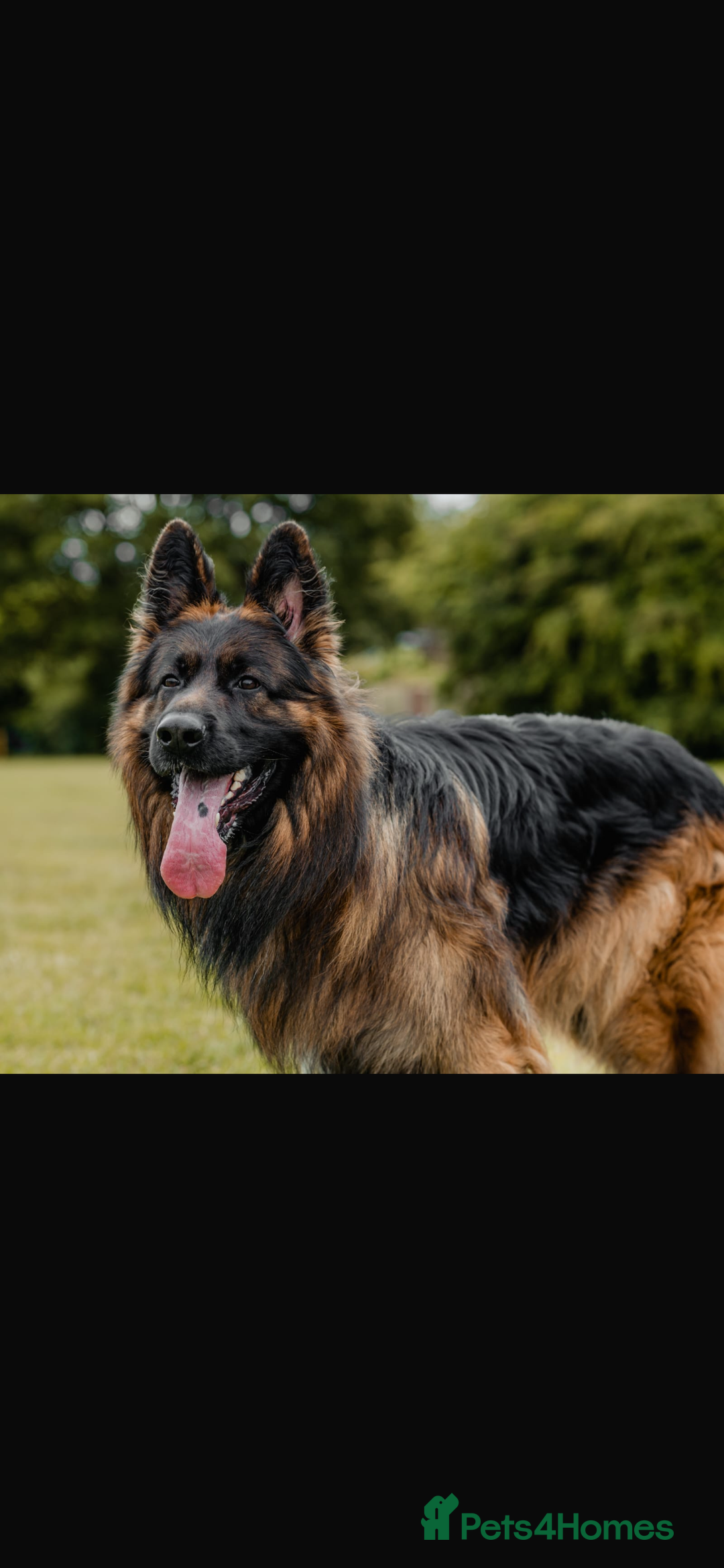 German Shepherd dogs for sale: German shepherd puppies Amber blood line  - Advert 7