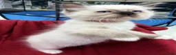 Ragdoll cats for sale: Purebred Ragdoll Kittens  - Advert 22