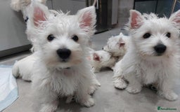 West Highland Terrier dogs for sale: FULLY HEALTH TESTED PUPPIES - Image 2
