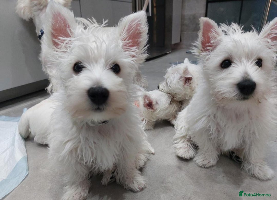 West Highland Terrier dogs for sale: FULLY HEALTH TESTED PUPPIES - Image 2