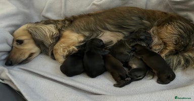 Miniature Dachshund dogs - Advert 5