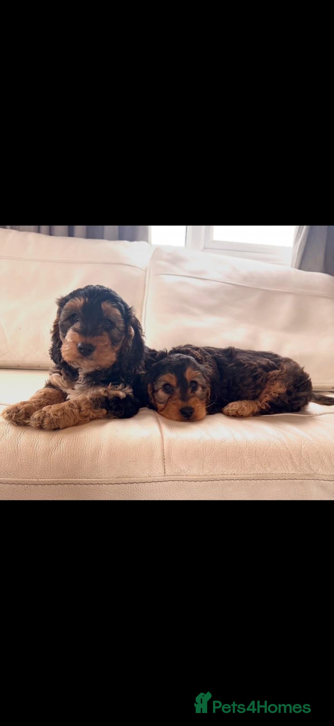 Cockapoo dogs for sale: Gorgeous F1 Cockapoo’s  - Advert 5