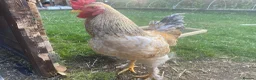 Mixed Breed livestock for sale: Half Brahma Cockeral for sale  in South Croydon - Advert 4