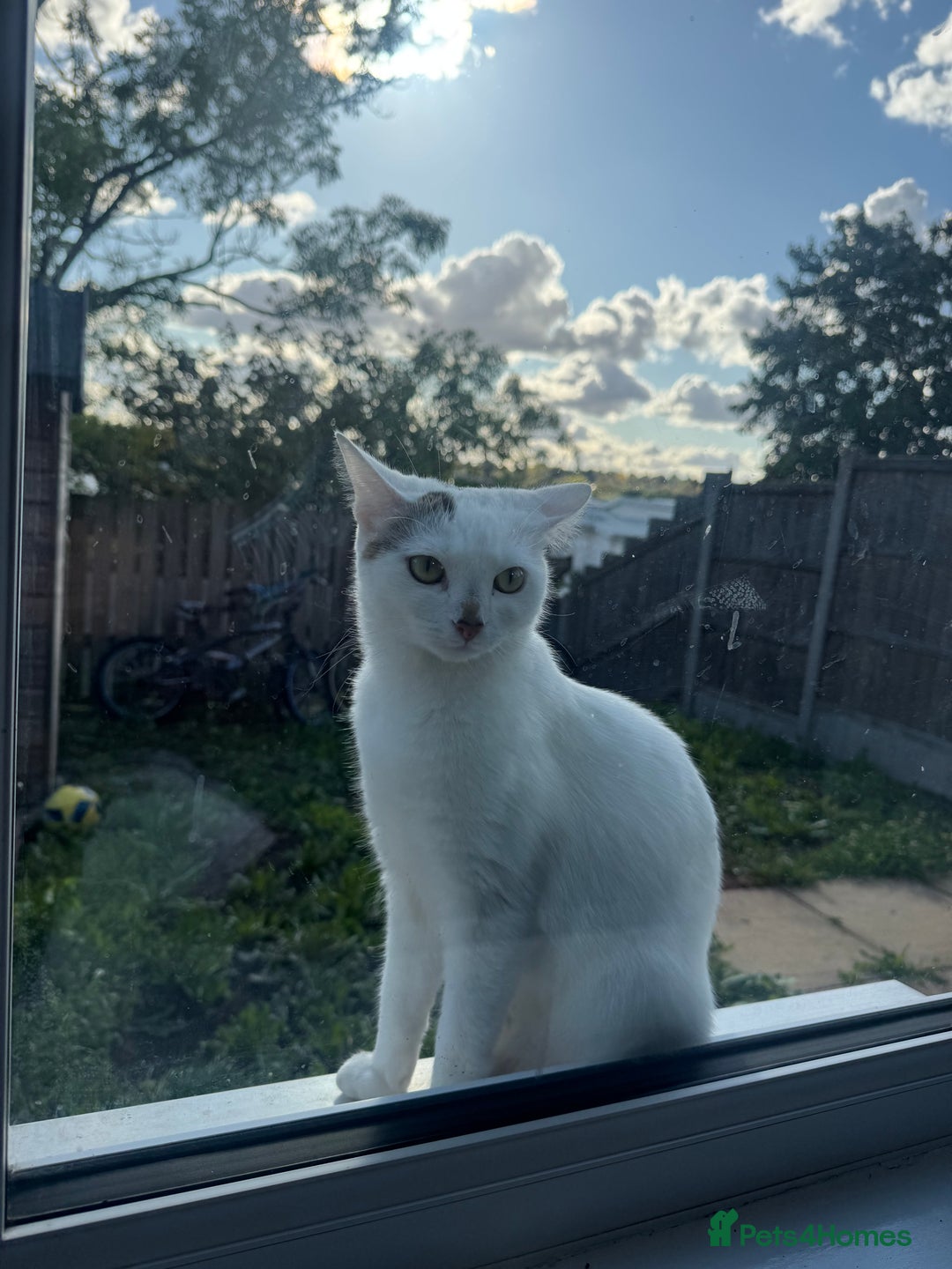Domestic Shorthair cats for sale: Snow White sisters ❄️🥰 - Image 20