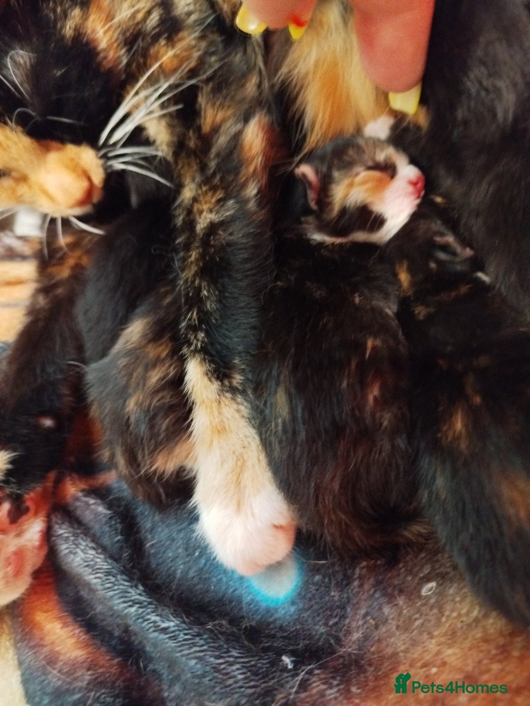 Domestic Shorthair cats for sale: 2 female kittens available - Image 3
