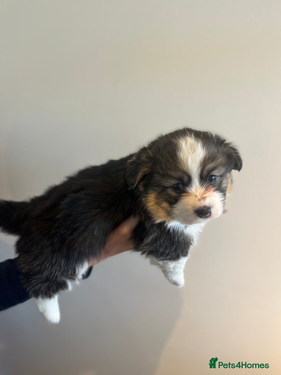 Welsh Corgi Pembroke dogs for sale: KC Pembroke Welsh Corgis (Gorgeous Tri Colour) - Advert 8