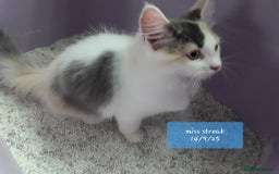 Ragcoon cats for sale: FINAL REDUCTION £300  Stunning, chunky ragcoons  - Image 37