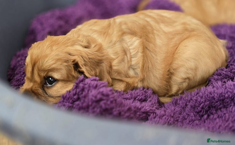Cavalier King Charles Spaniel dogs - Advert 5