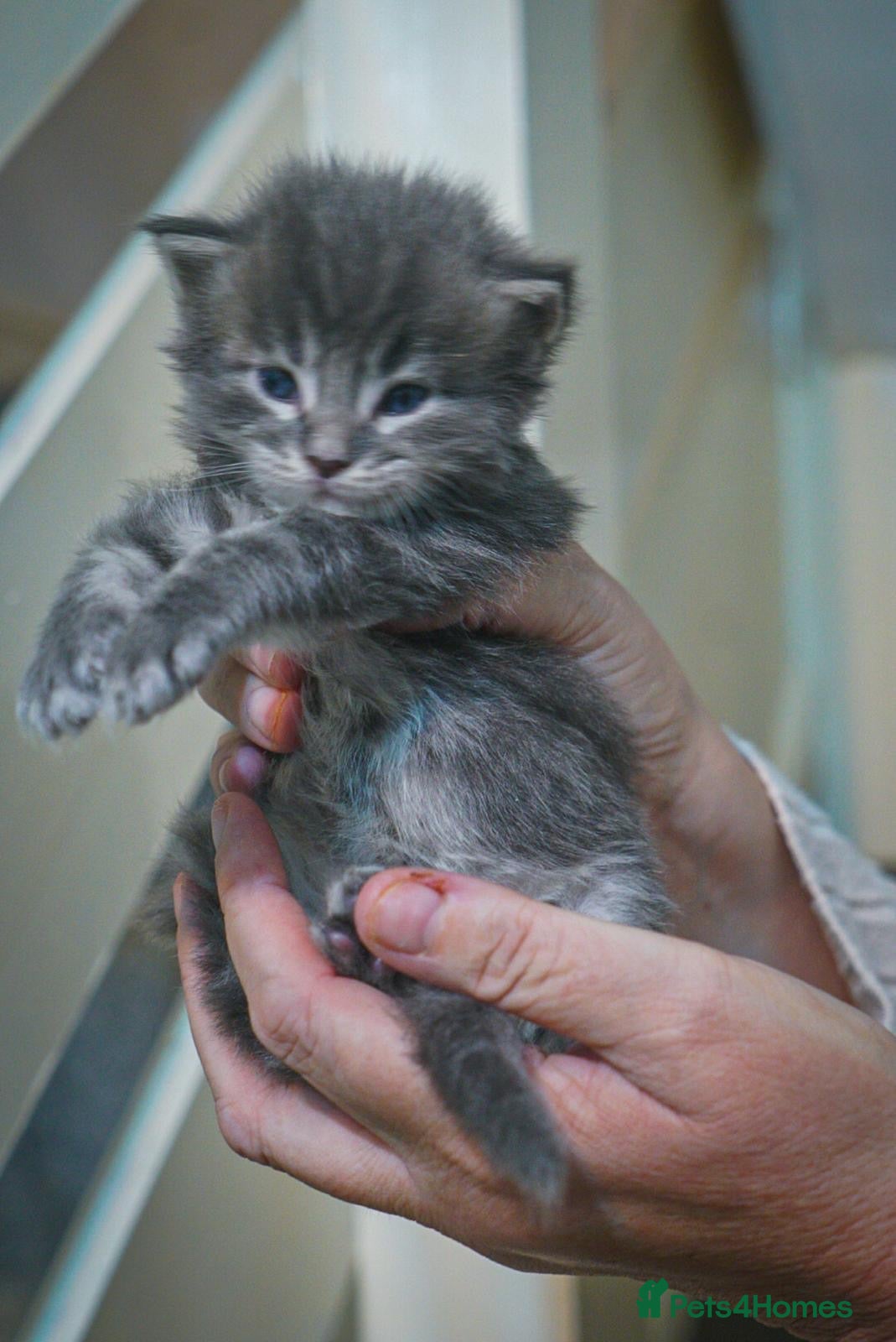 Maine Coon cats for sale: Gorgeous full breed Mainecoon kittens redy dec 1st - Advert 3