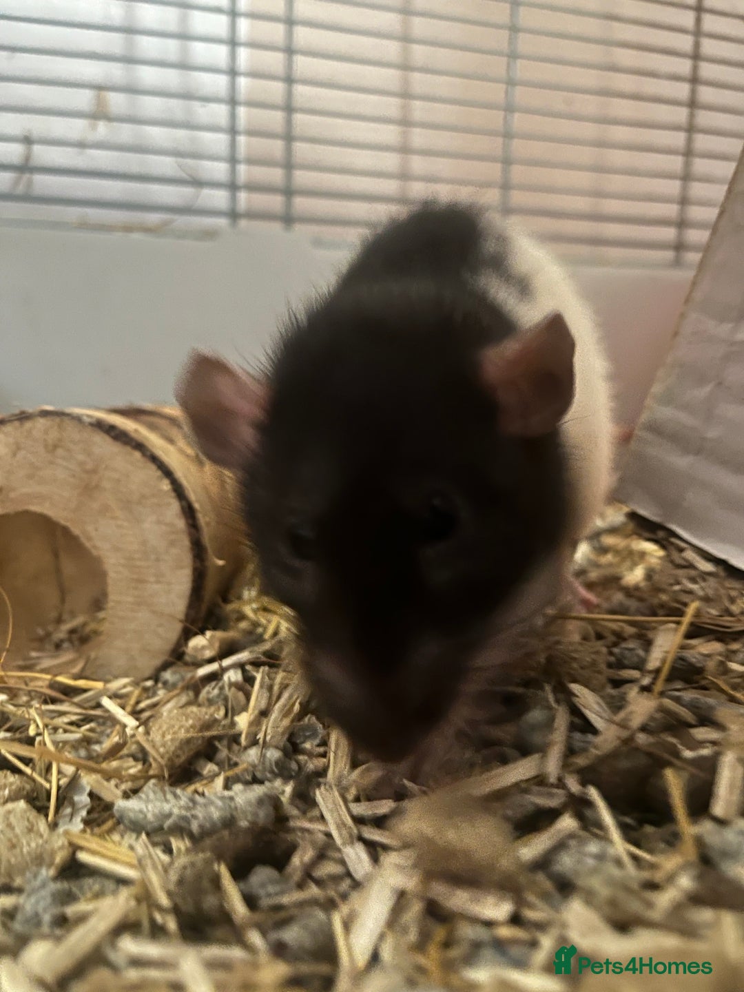 Rat rodents for sale: 3 female fancy rats for sale with cage ect. - Advert 4