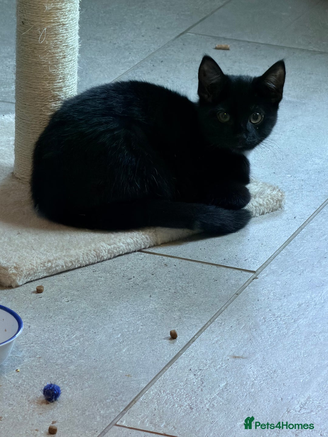 Mixed Breed cats for sale: Two Gorgeous Cats for Sale – Loving Homes Wanted - Advert 4