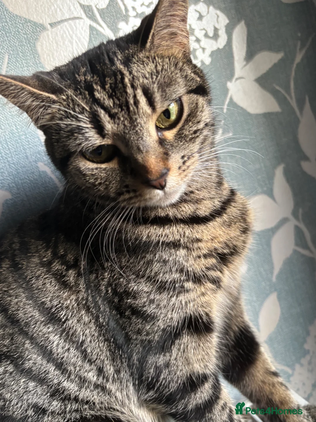 Domestic Shorthair cats for sale:  Tabby female cat with her four kittens for sale. - Advert 8