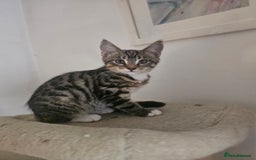Maine Coon cats for sale: Mainecoon x British shorthair 1xgirl available. - Image 2