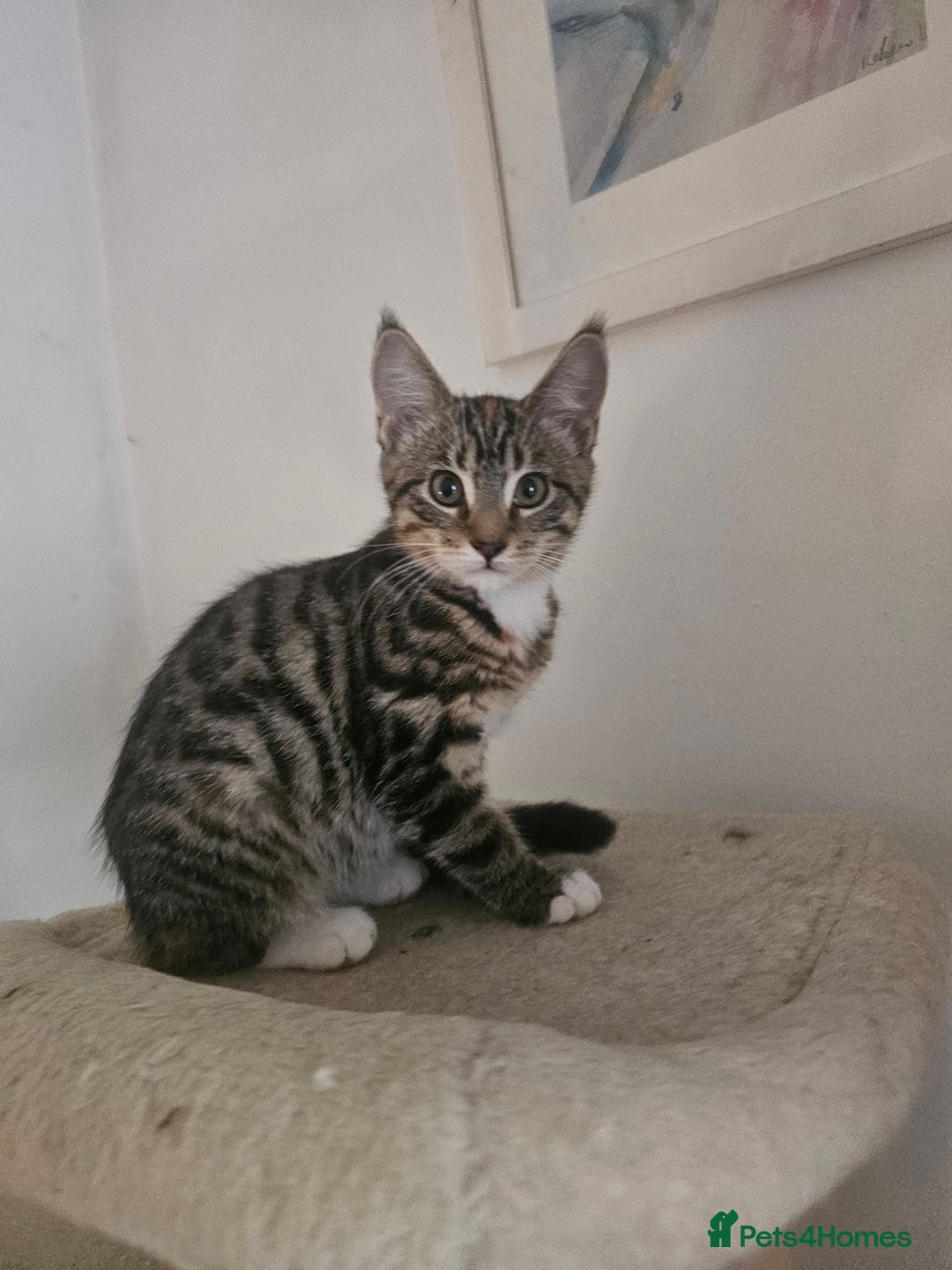 Maine Coon cats for sale: Mainecoon x British shorthair 1xgirl available. - Image 2