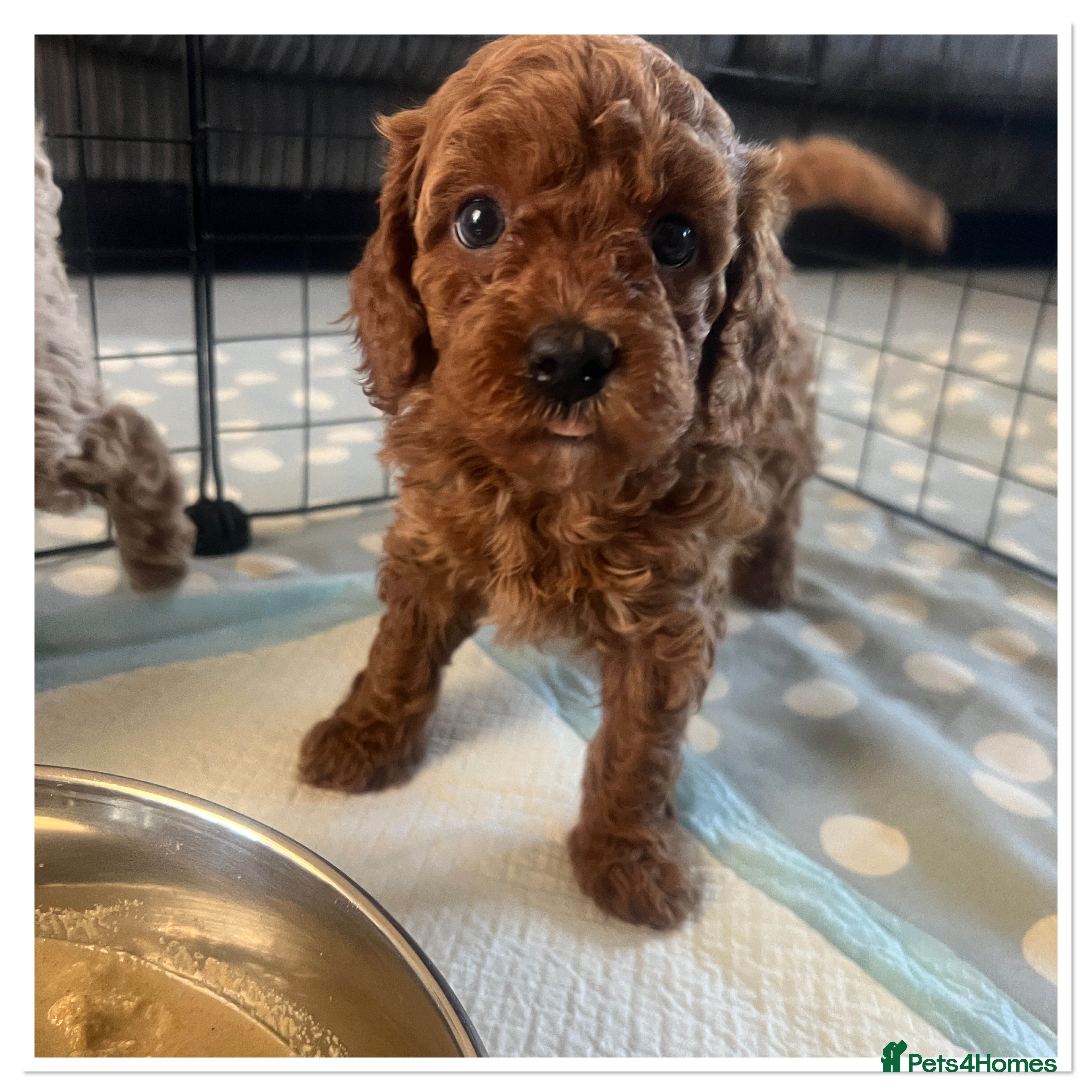 Cavapoo dogs 🐾 Beautiful F1b Cavapoo Puppies 🐾 - Advert 5