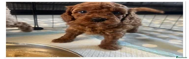 Cavapoo Puppy 4