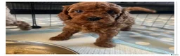 Cavapoo dogs for sale: 🐾 Beautiful F1b Cavapoo Puppies 🐾 - Advert 11