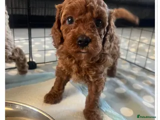 Cavapoo dogs 🐾 Beautiful F1b Cavapoo Puppies 🐾 - Advert 5