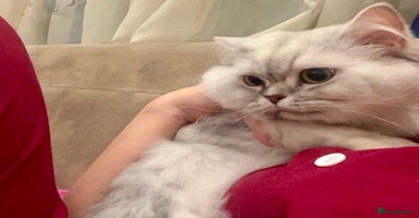 Mixed Breed cats - Advert 1