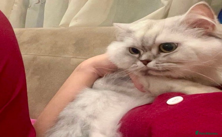 Mixed Breed cats - Advert 1