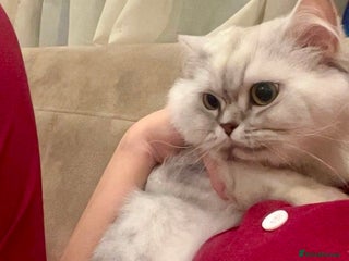 Mixed Breed cats - Advert 11