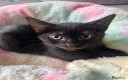 Mixed Breed cats for sale: Kittens for sale - Image 6