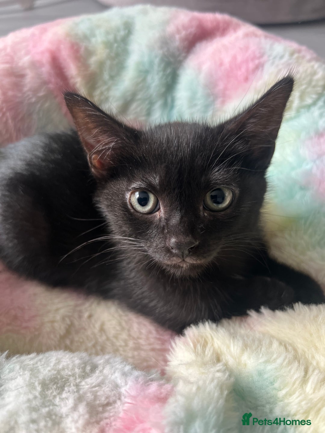 Mixed Breed cats for sale: Kittens for sale - Image 6