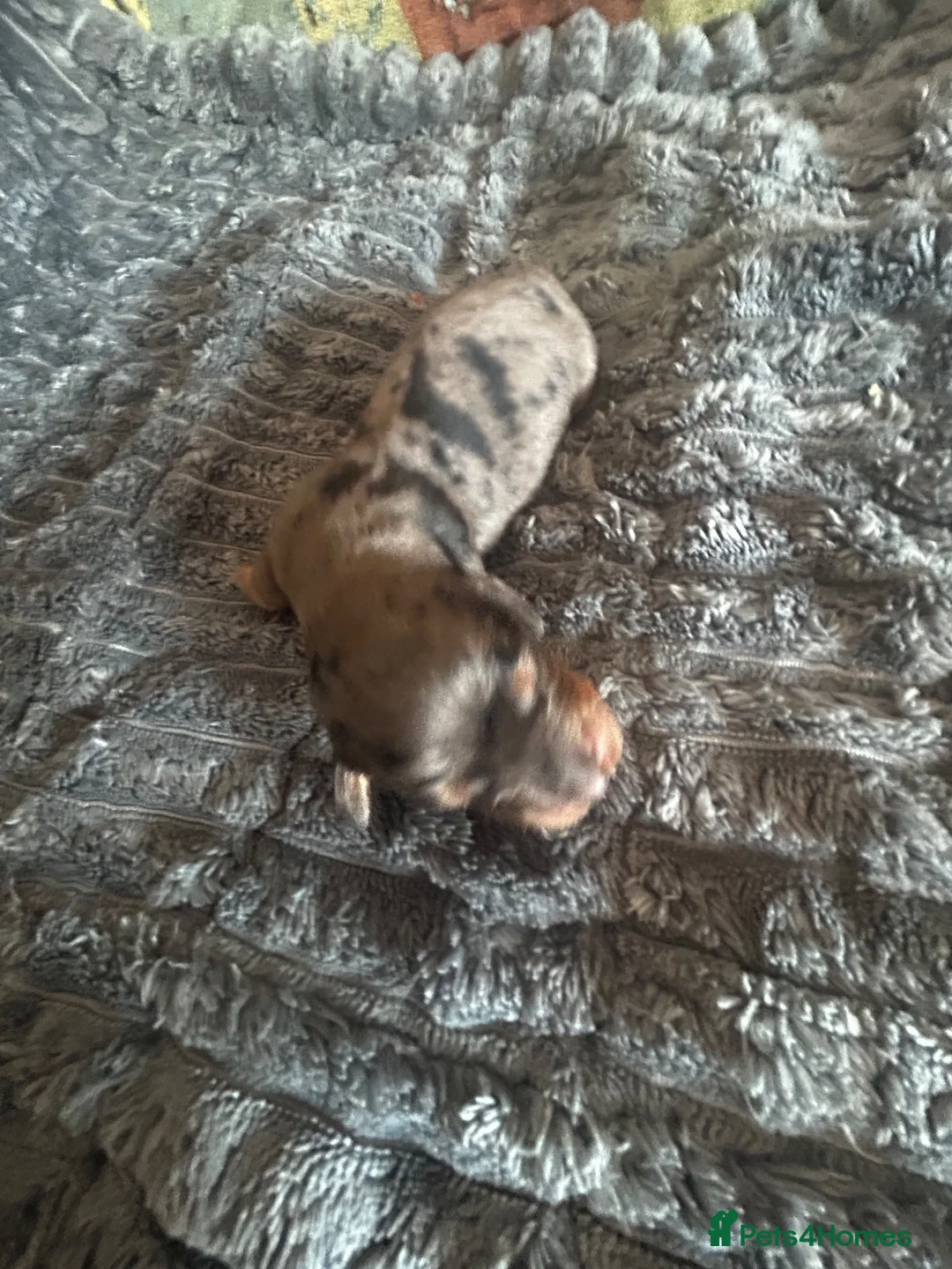 Dachshund dogs for sale: STANDARD KC REG LONGHAIRED DACHSHUNDS  - Advert 1