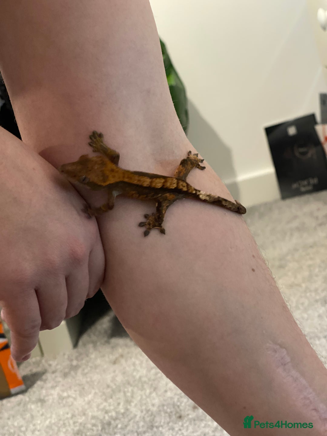 Gecko reptiles for sale: Crested Gecko - Advert 12