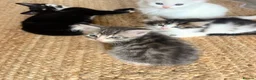 Siberian cats for sale: Fluffy kittens  - Advert 16