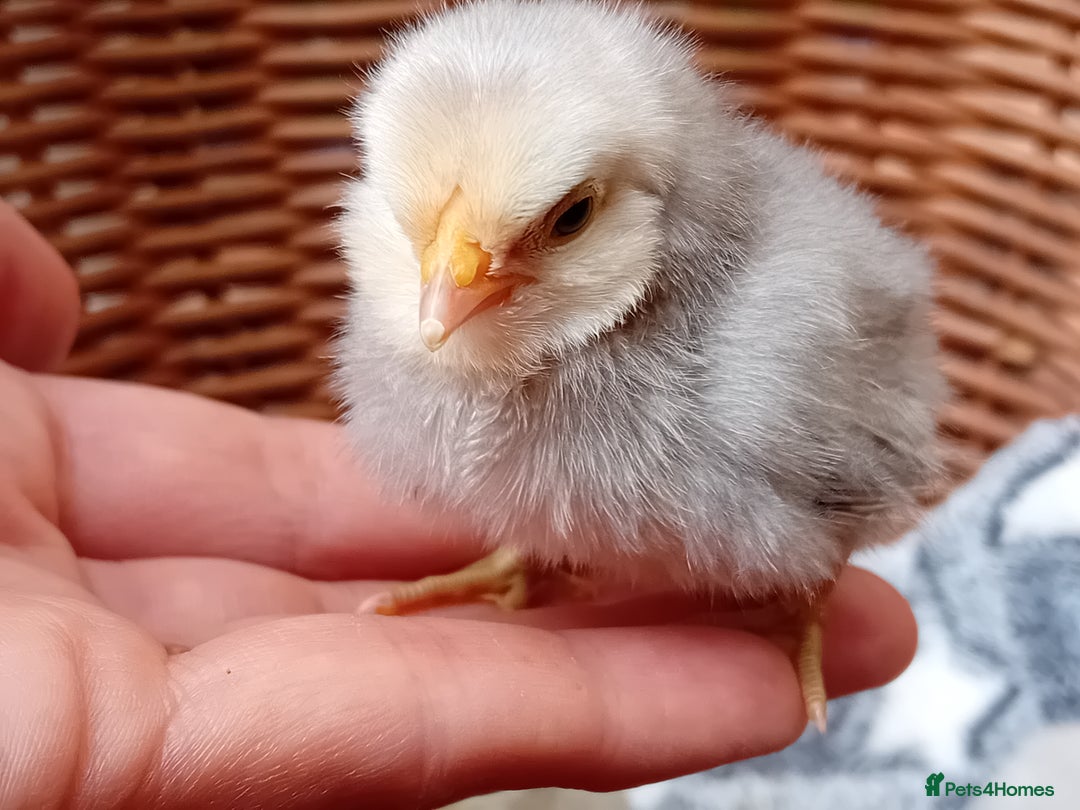 Chickens poultry for sale: Sweet Little Barbu d’Anvers Chicks Now Available - Image 20