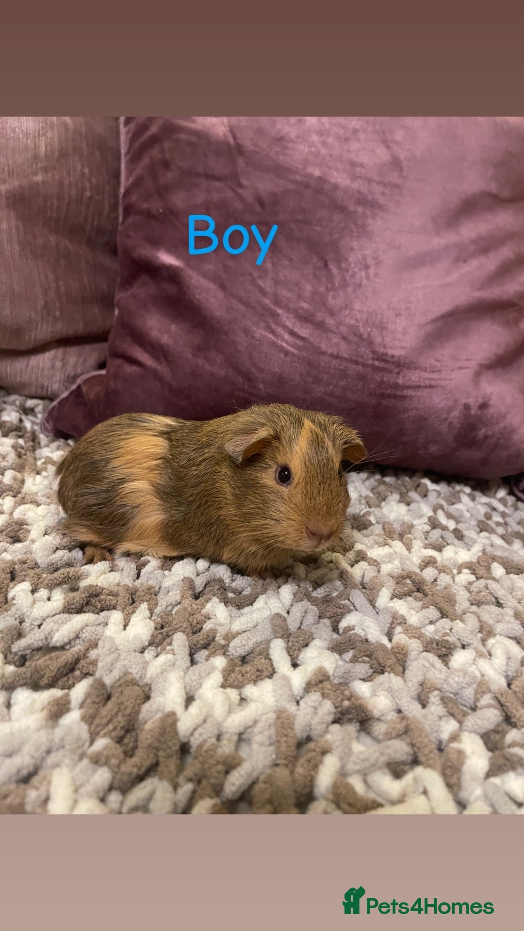 Guinea Pig rodents for sale: Guinea pigs for sale  - Advert 1
